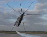 Polizn, 2004_Vdeo monocanal. 